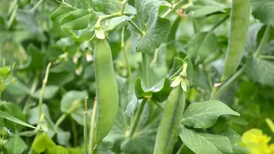 Green Peas Farming in India - Sowing to Harvesting Process