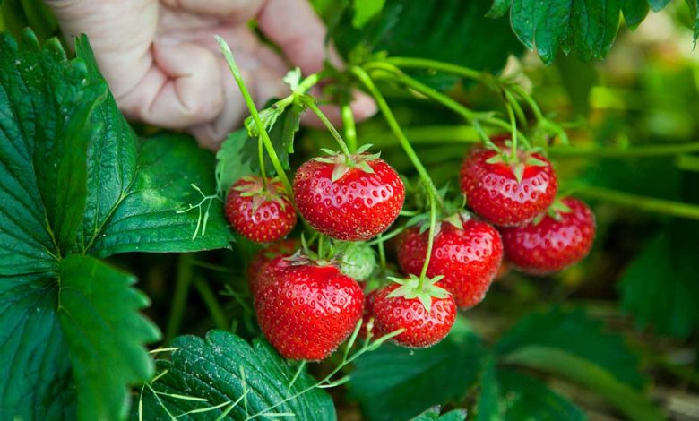 How is strawberry developed