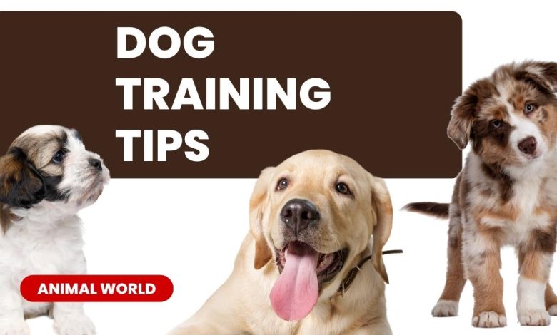 Dog Training Tips