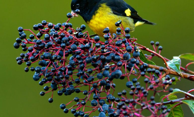 Bellied Siskin