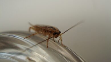 Cockroach Control